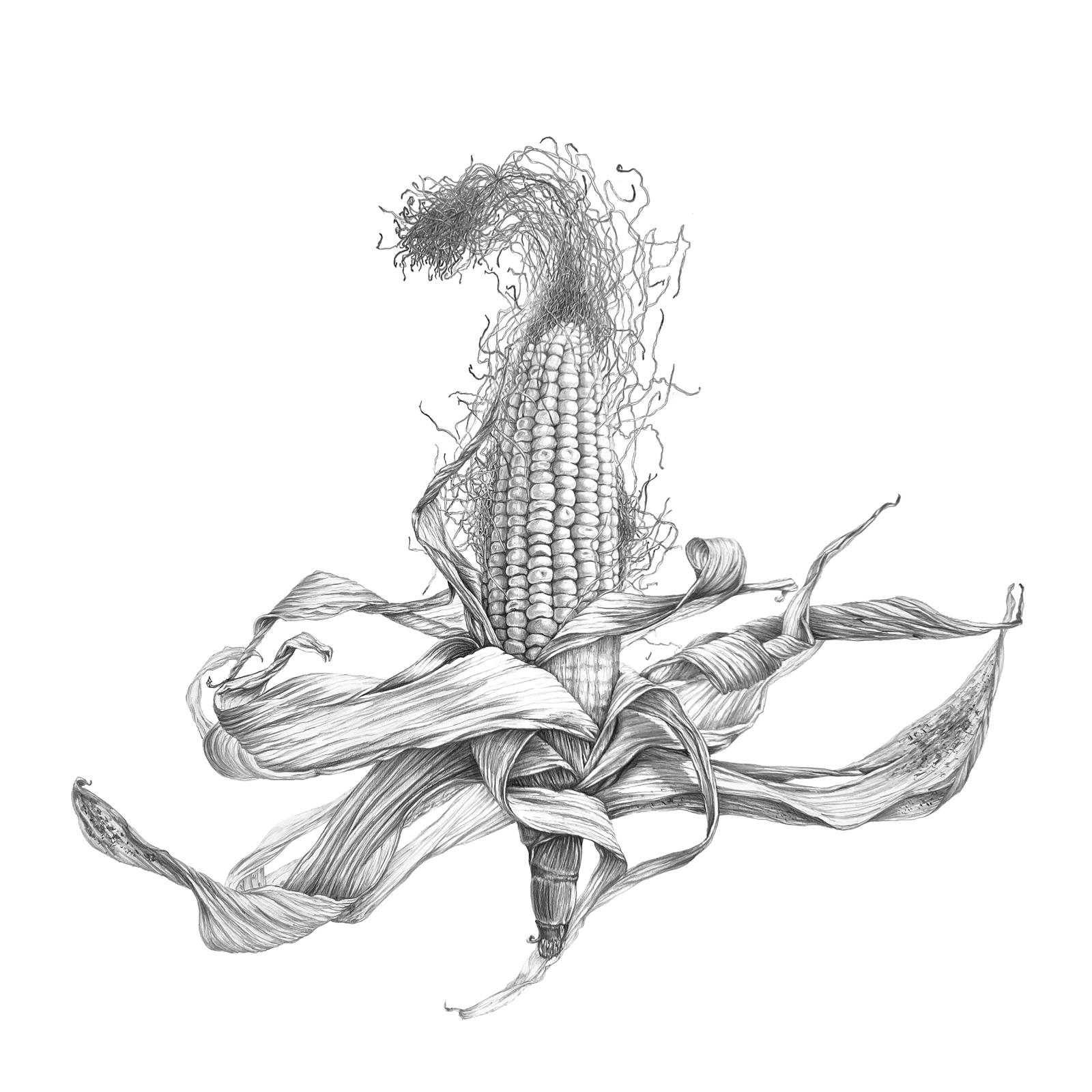 Corn