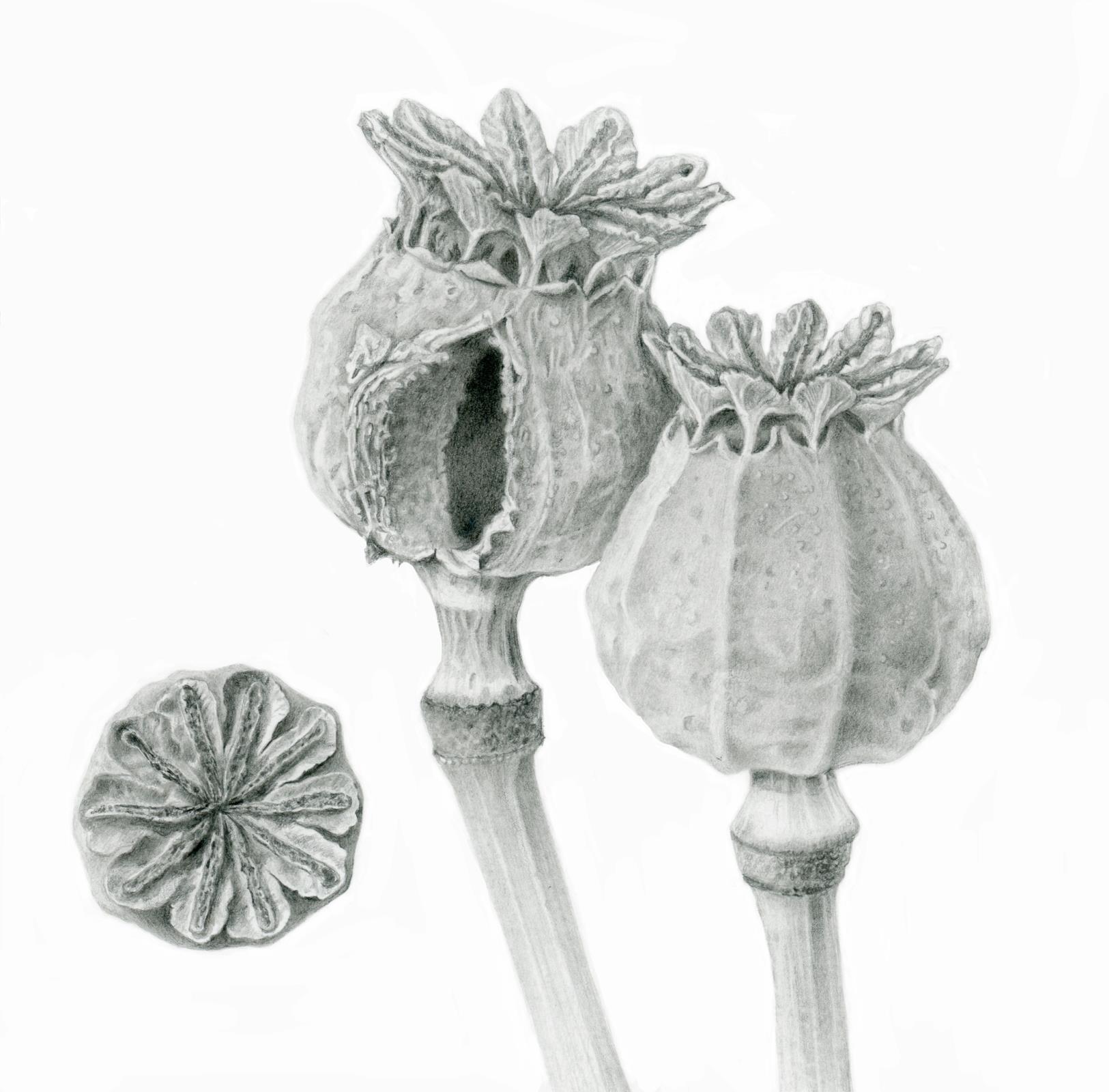Poppy seed heads