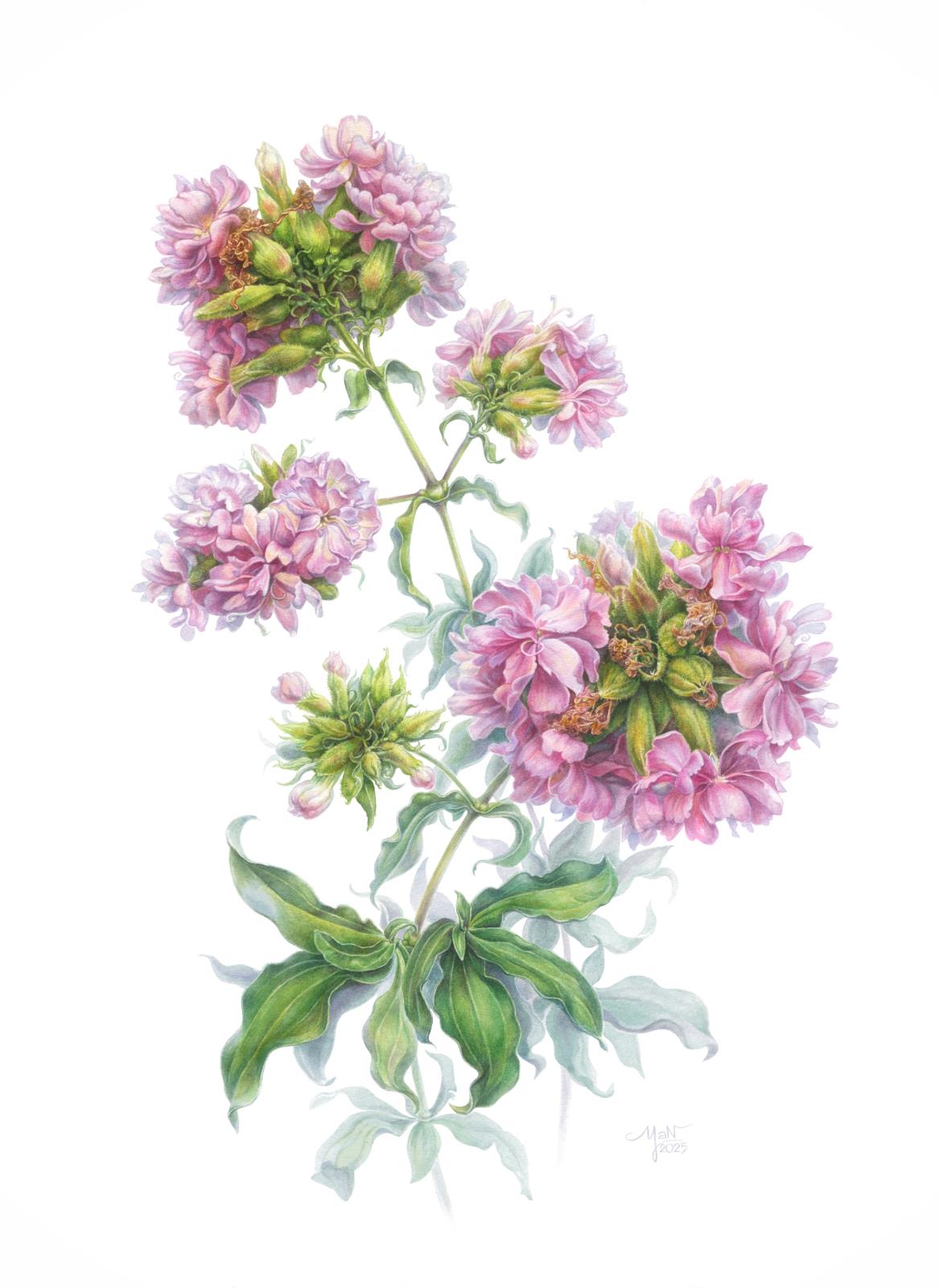 Saponaria officinalis