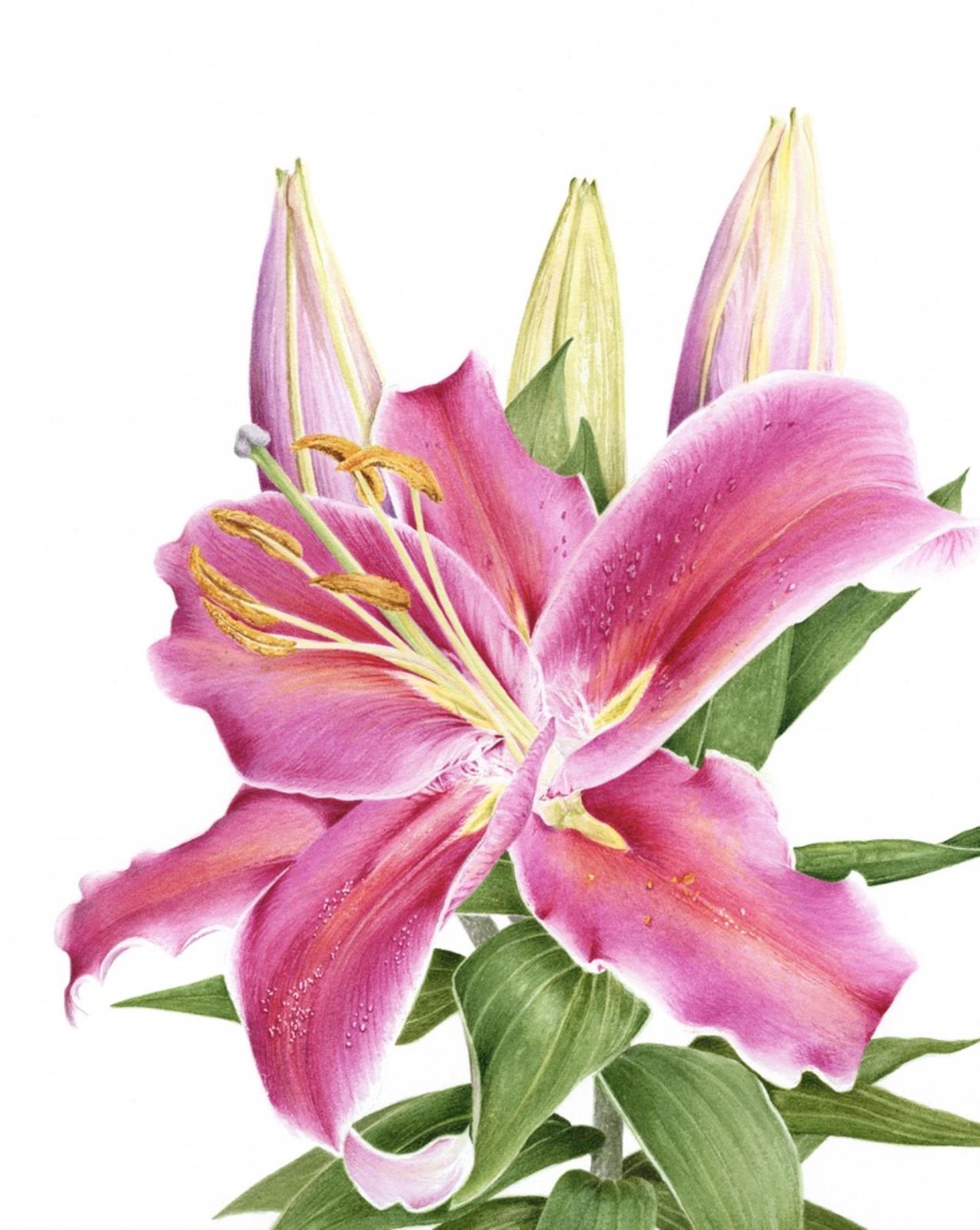 Look Up Stargazer!  Lilium orientalis