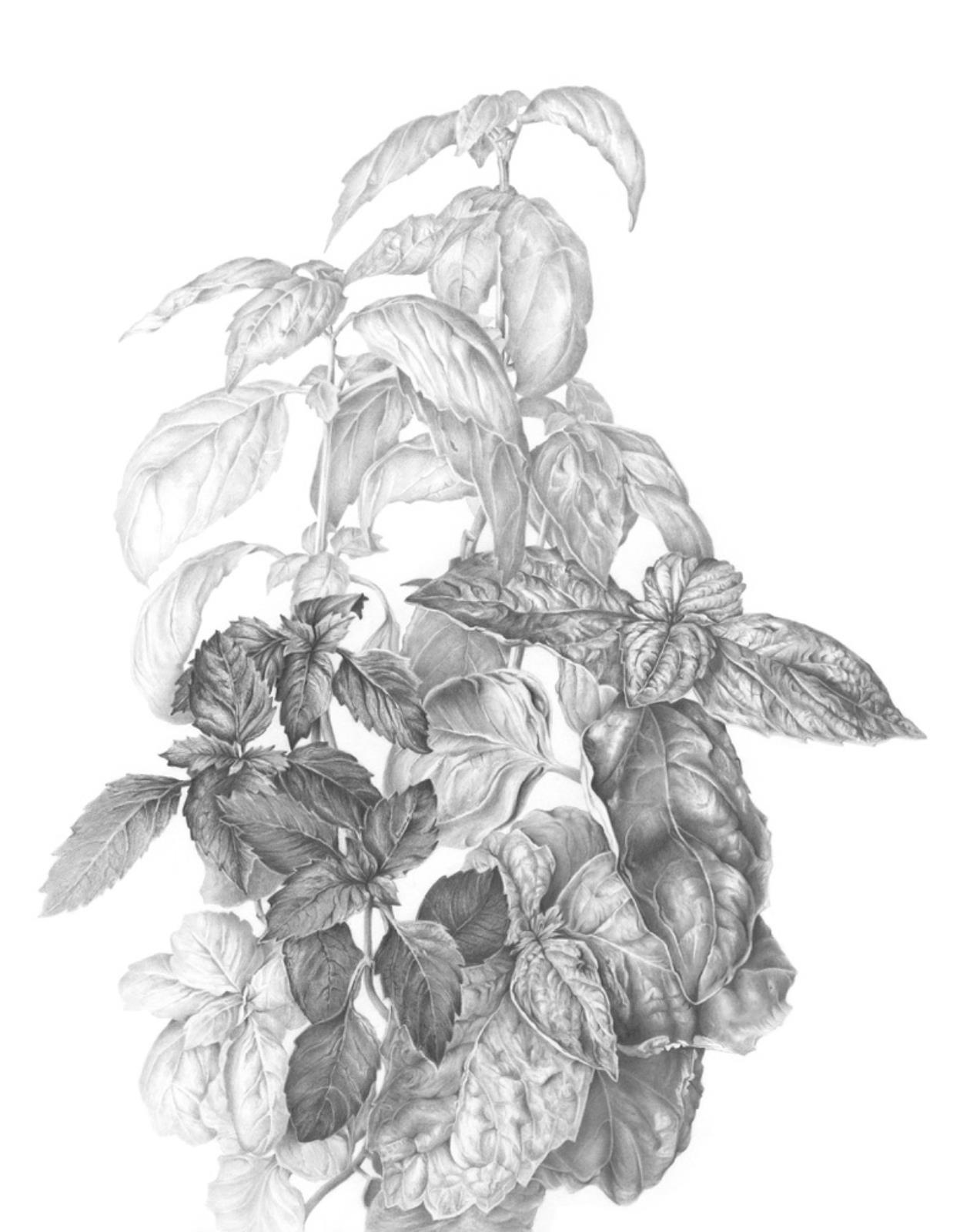 Three Basils, Ocimum basilicum