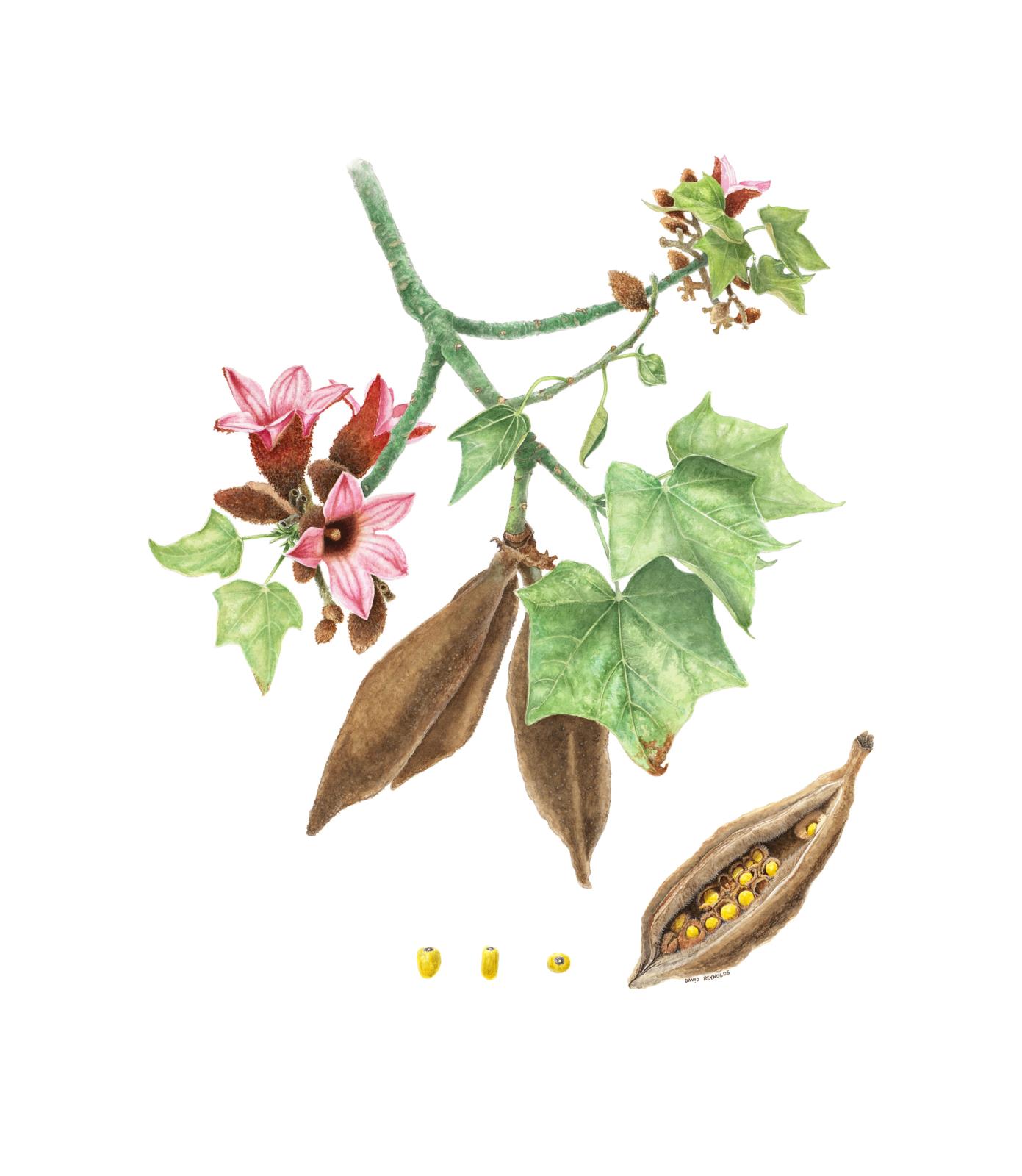 Brachychiton discolor (White Kurrajong)