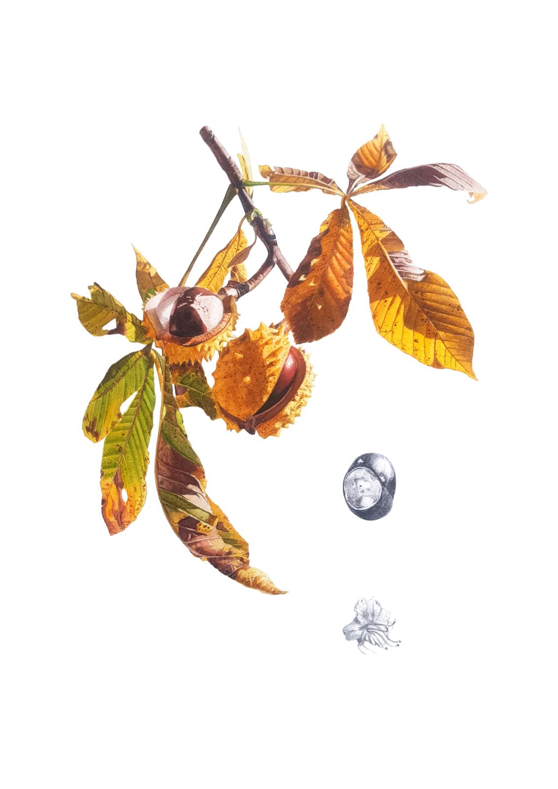 Chestnut Branch