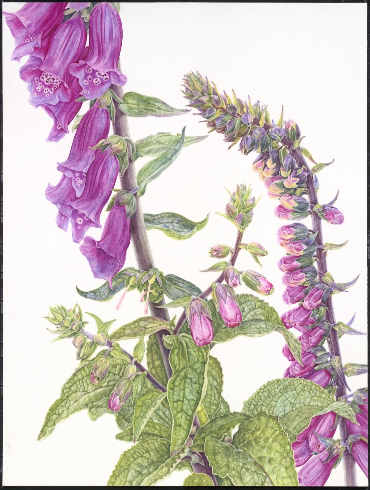 Digitalis purpurea