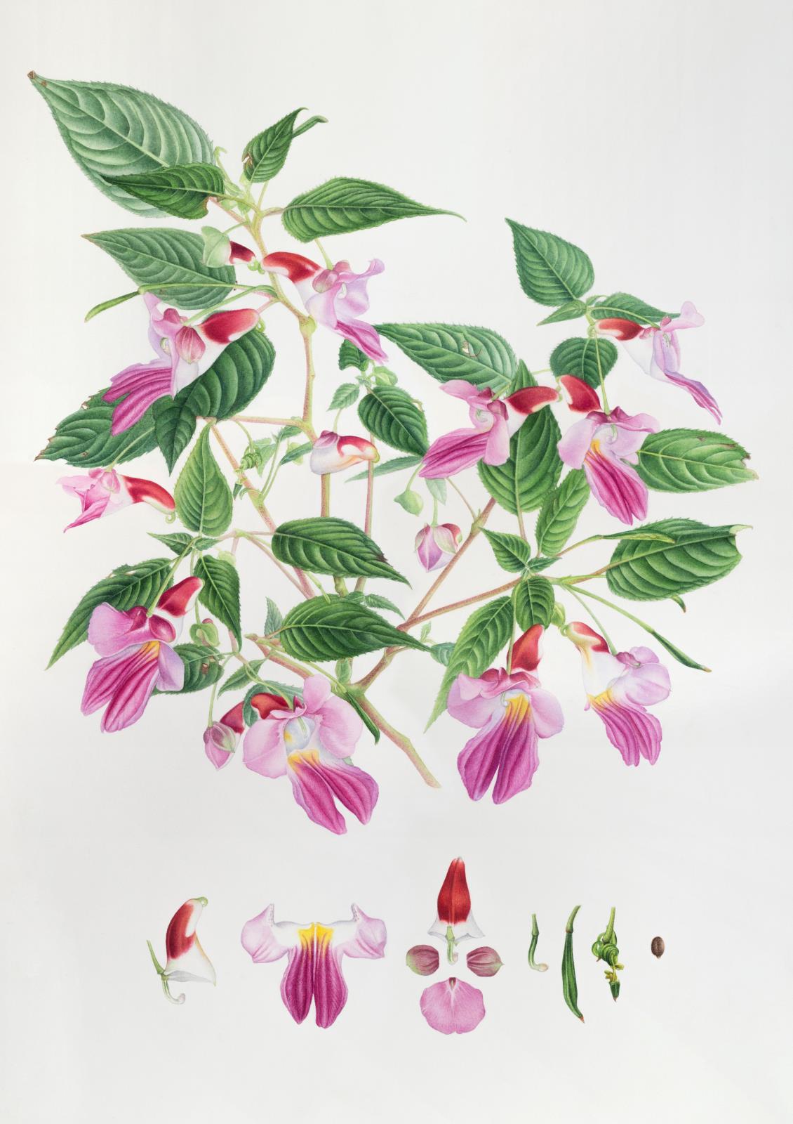 Impatiens psittacina