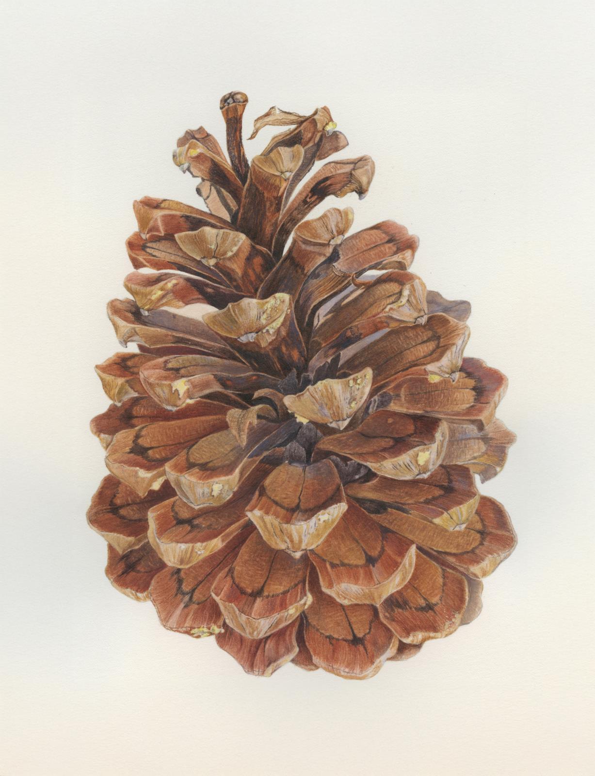 “Pine cone”