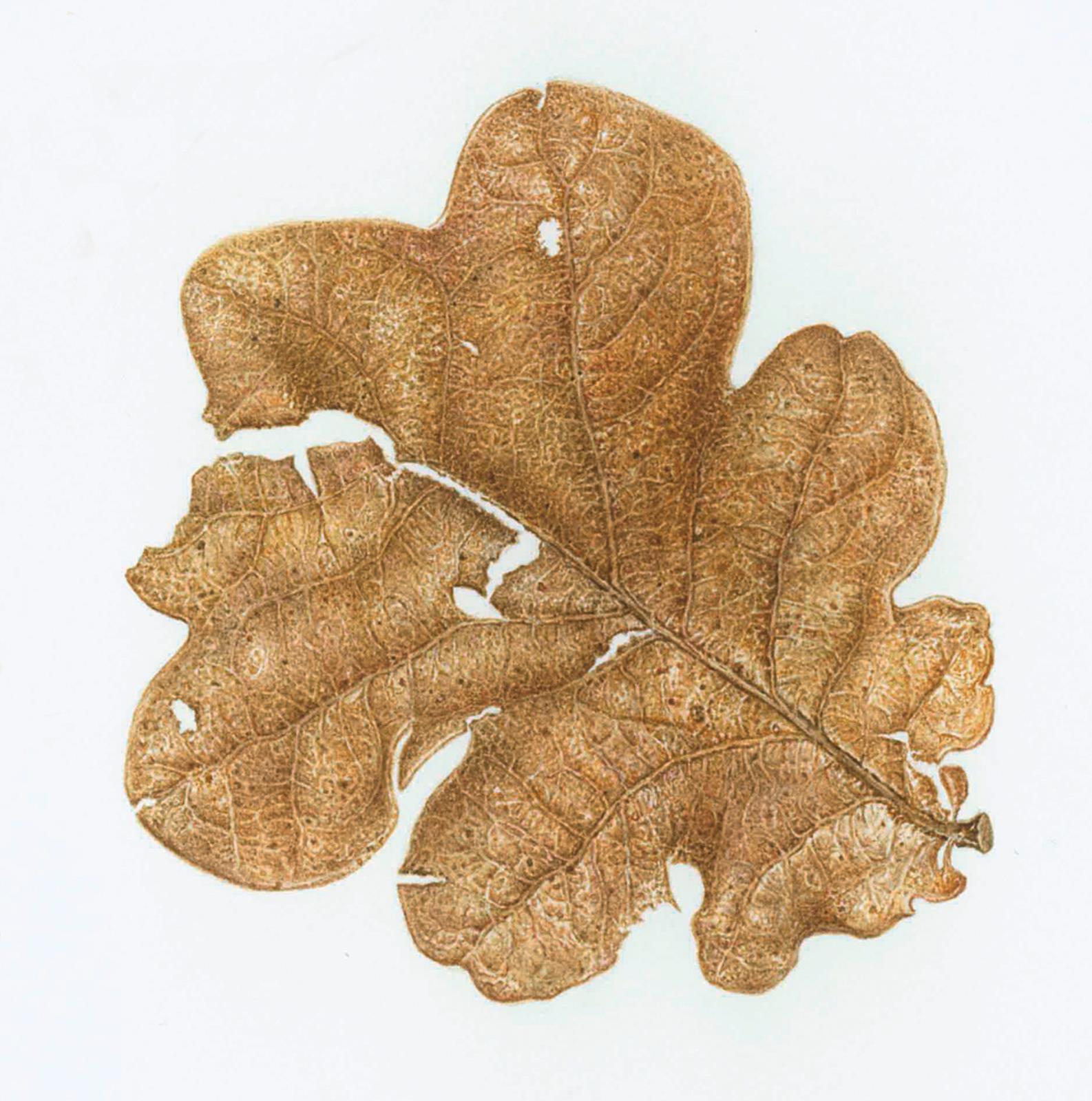 New Forest Oak Leaf