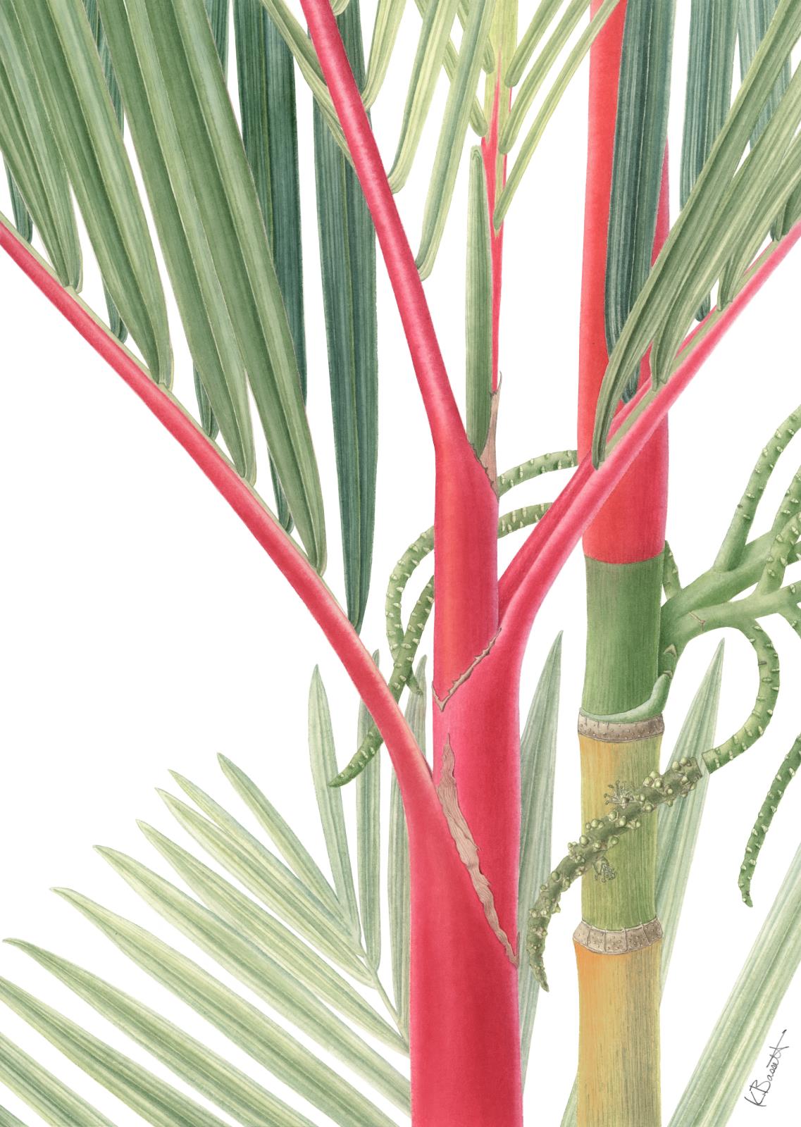 Cyrtostachys renda - Lipstick Palm