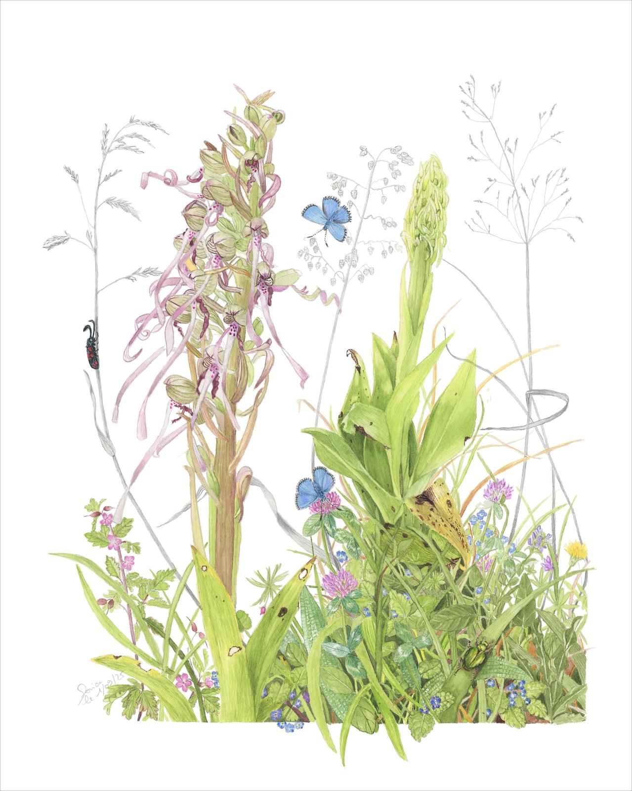 Himantoglossum hircinum