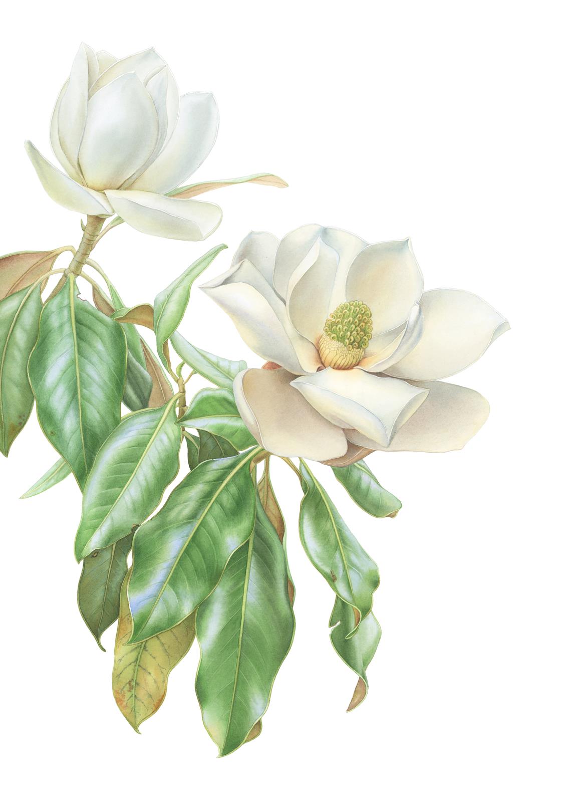 "Magnolia flowers"