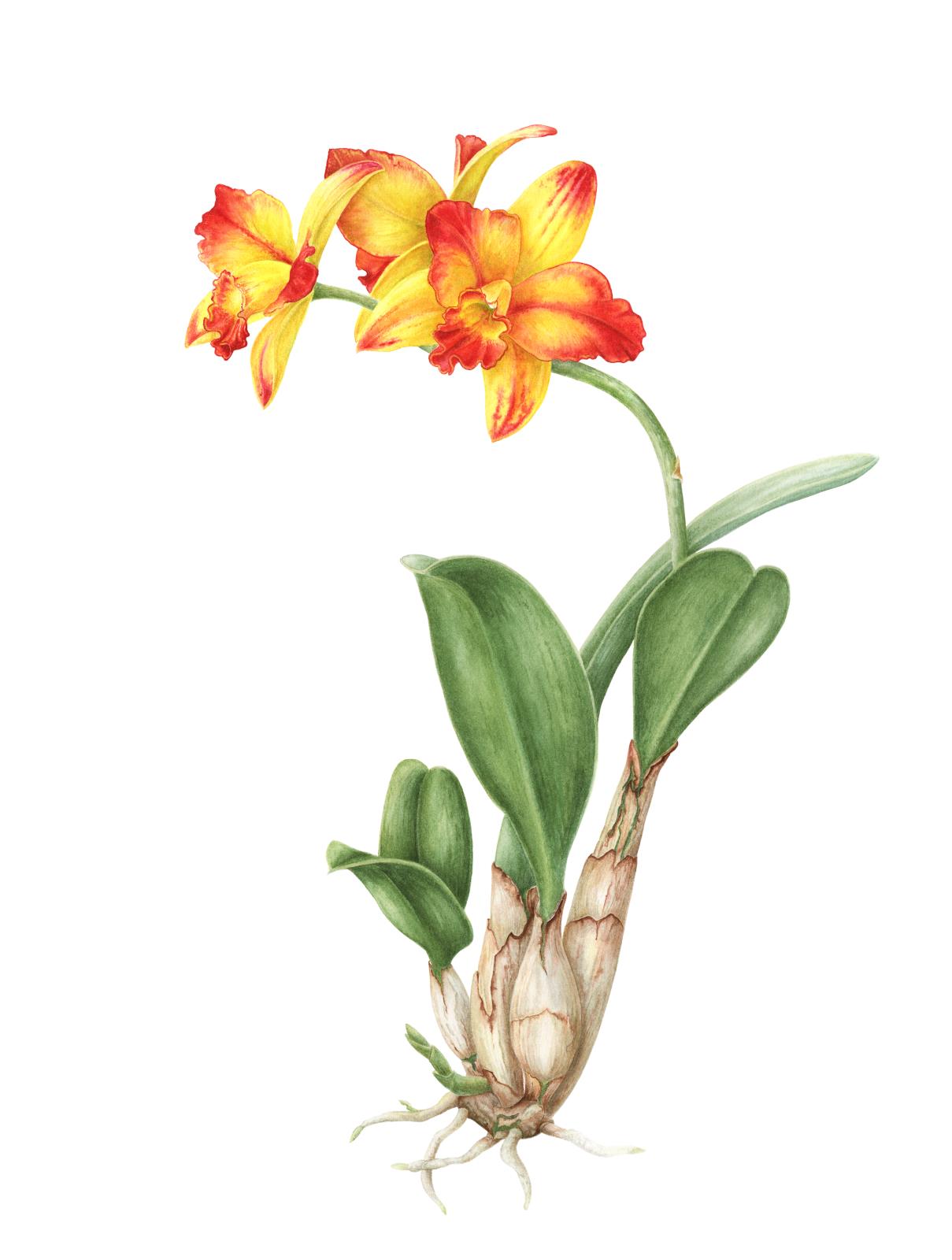 Rhyncattleanthe Burana Beauty