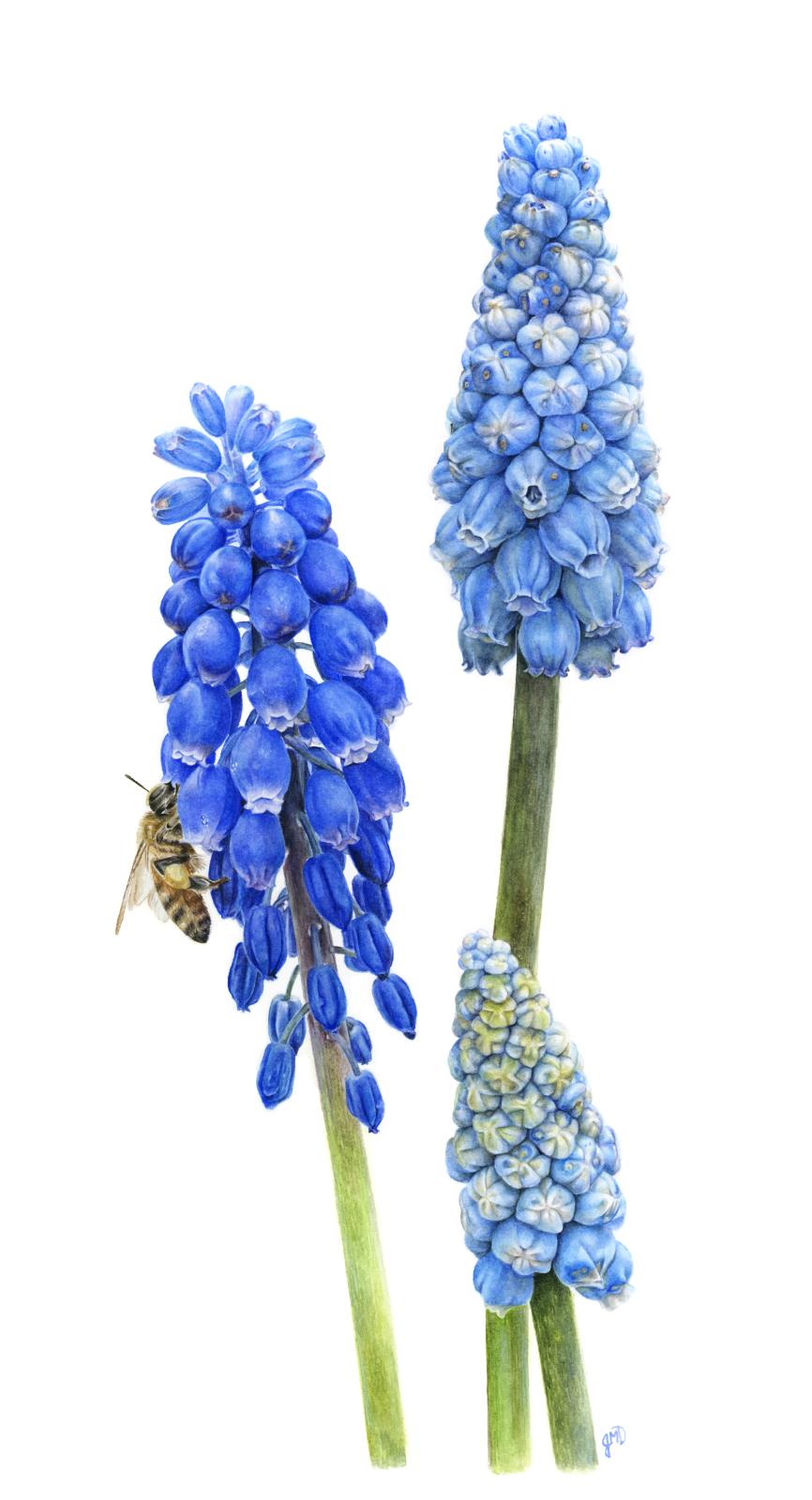 Spring Grape Hyacinth