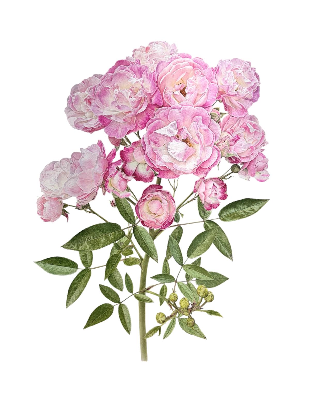 Rosa chinensis