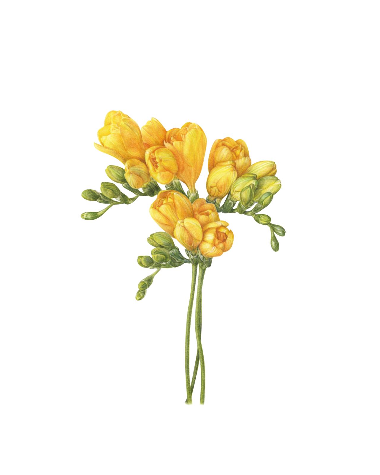 Freesia