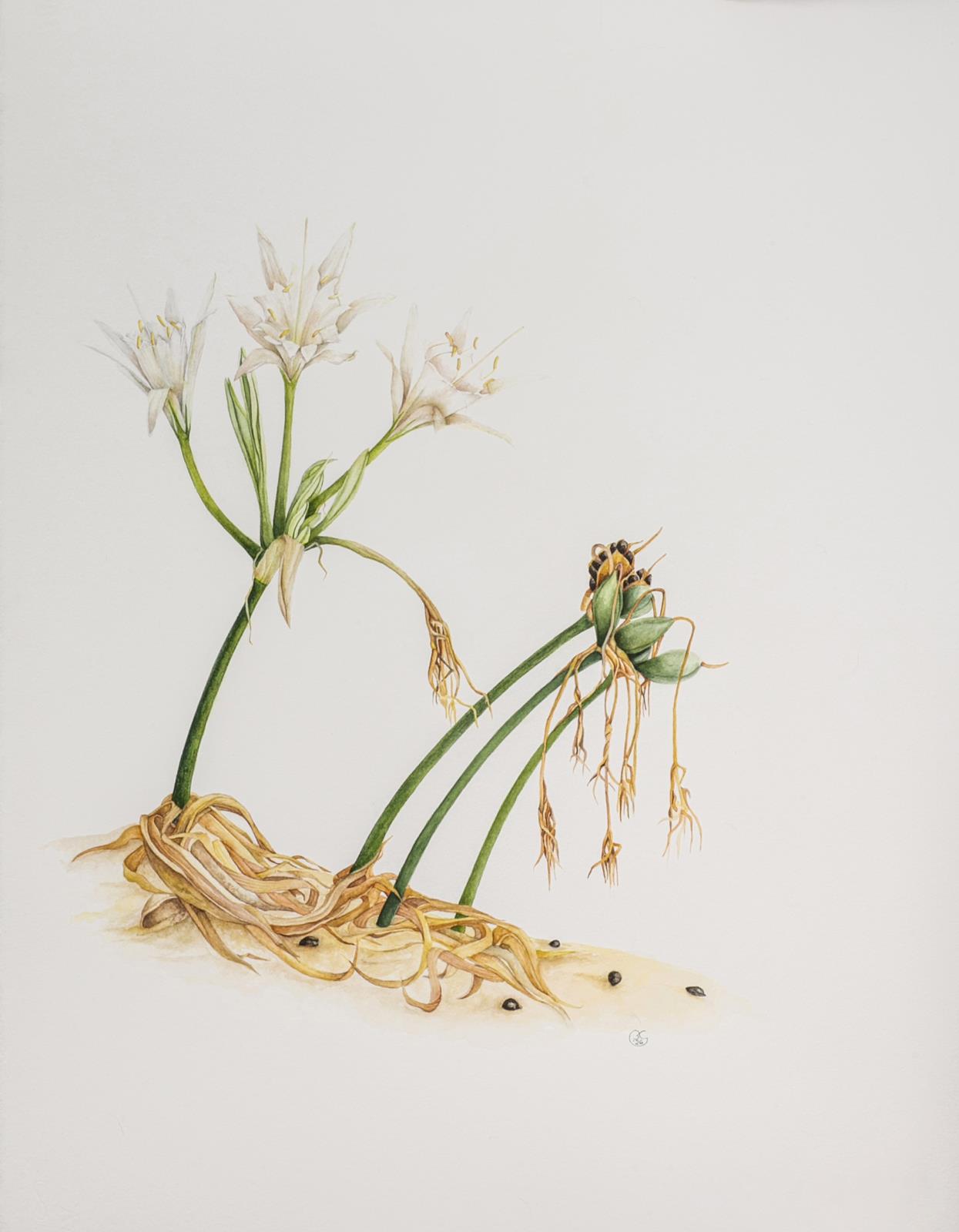 Pancratium maritimum: Resilience