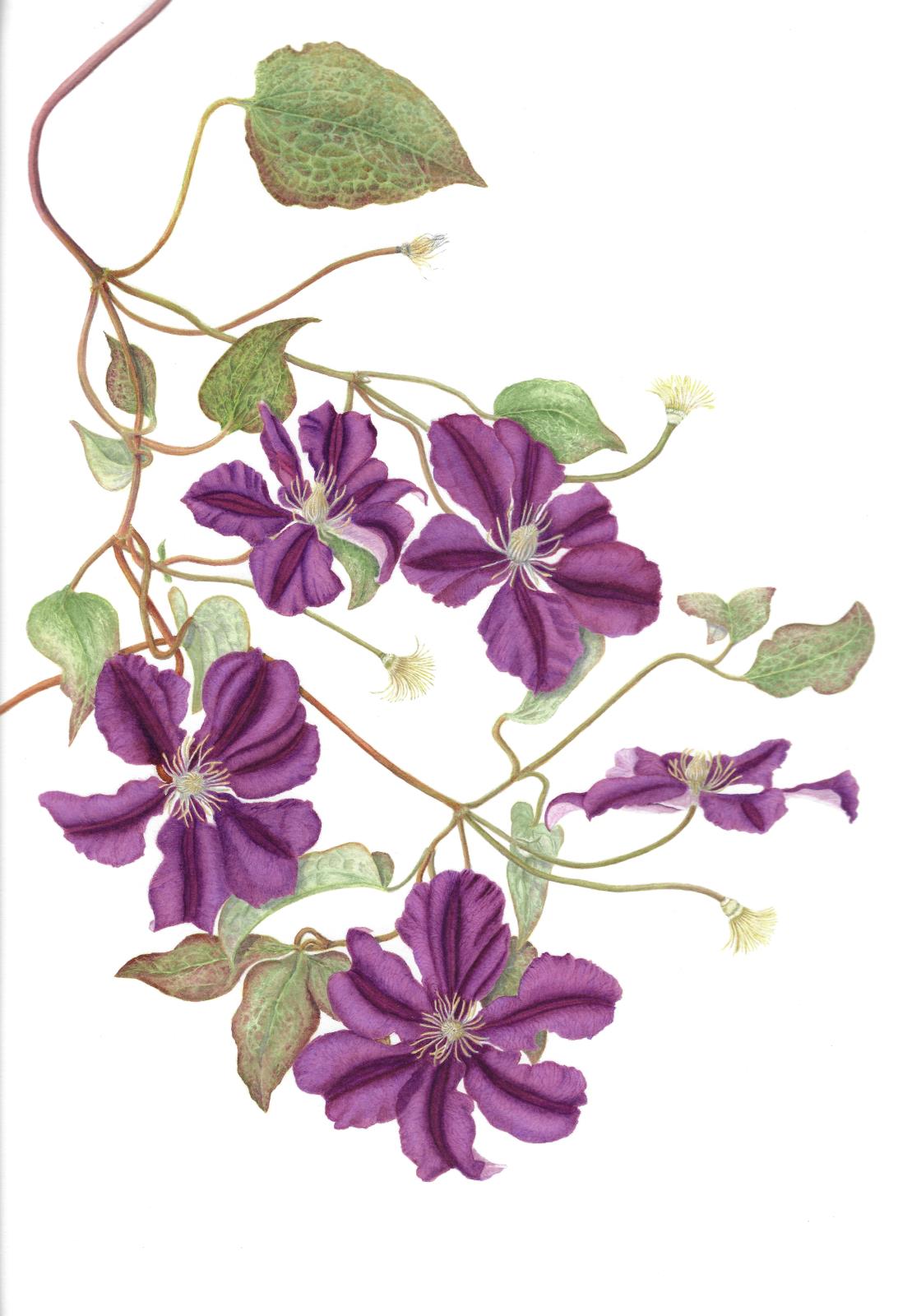 Clematis Warszawski Nike
