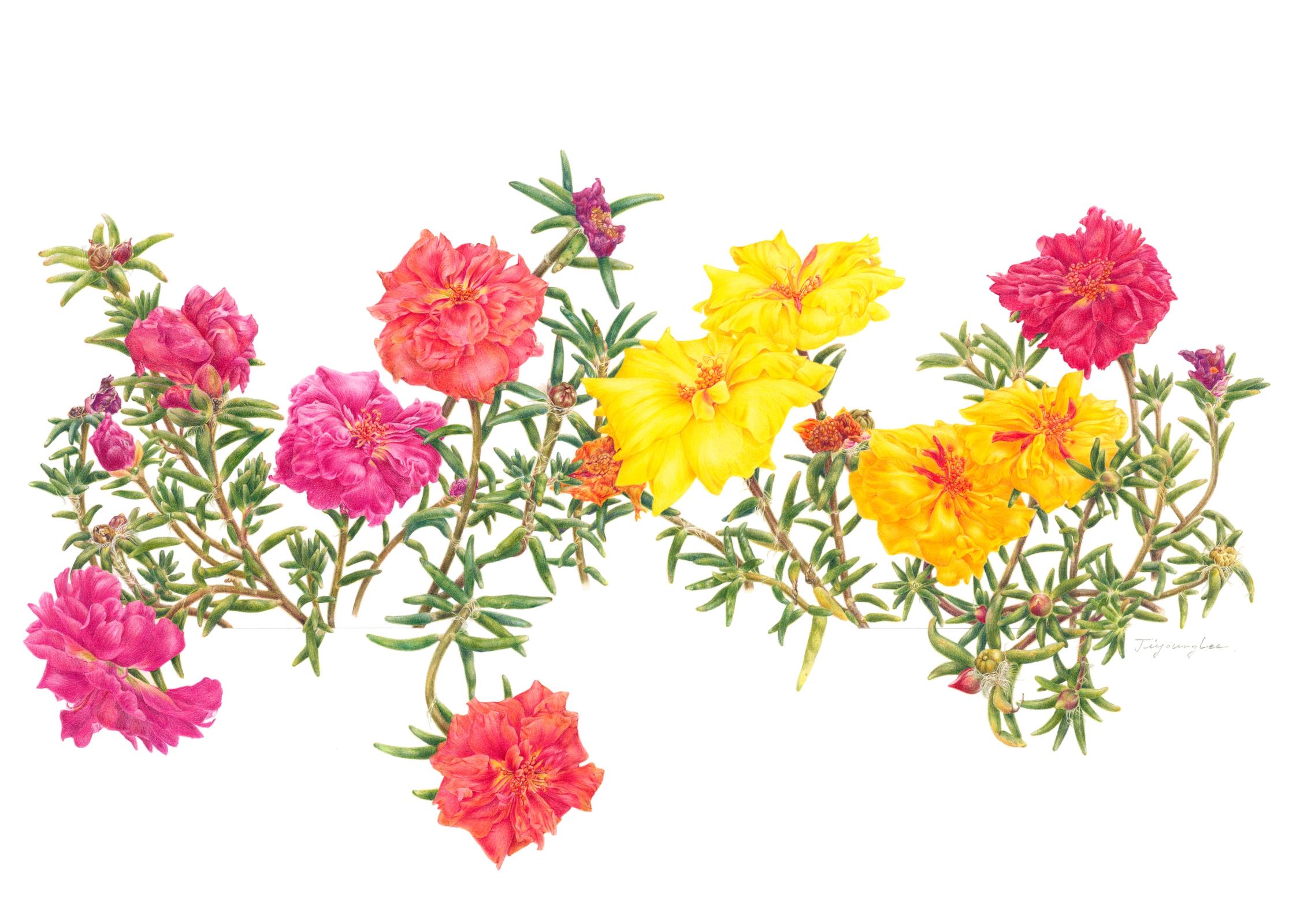 Portulaca grandiflora