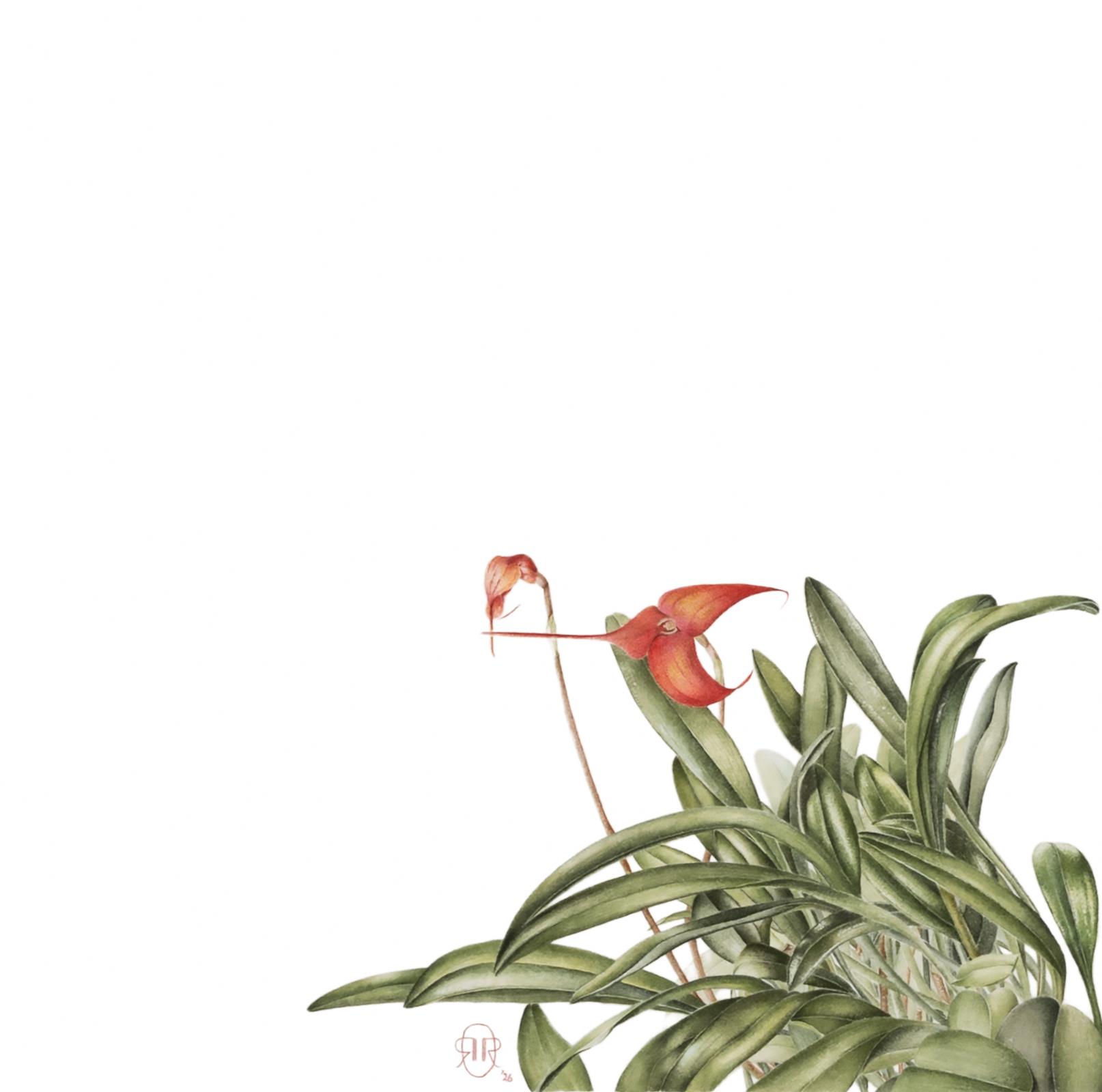 Masdevallia BellaVallia