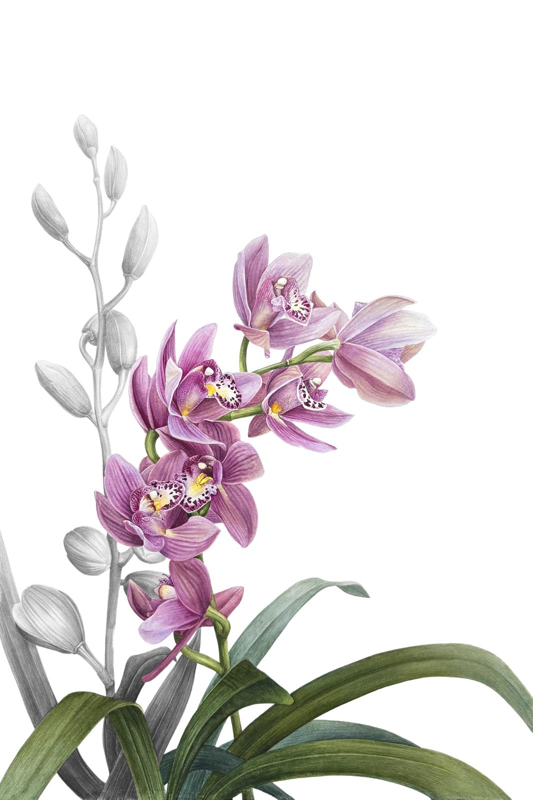 Cymbidium sp.