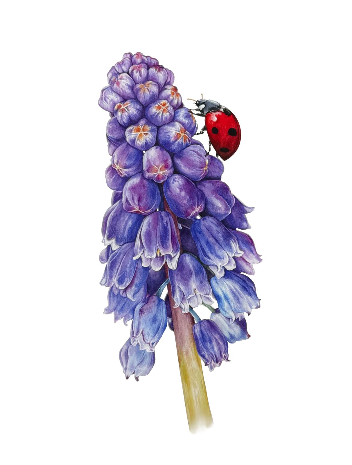 Muscari