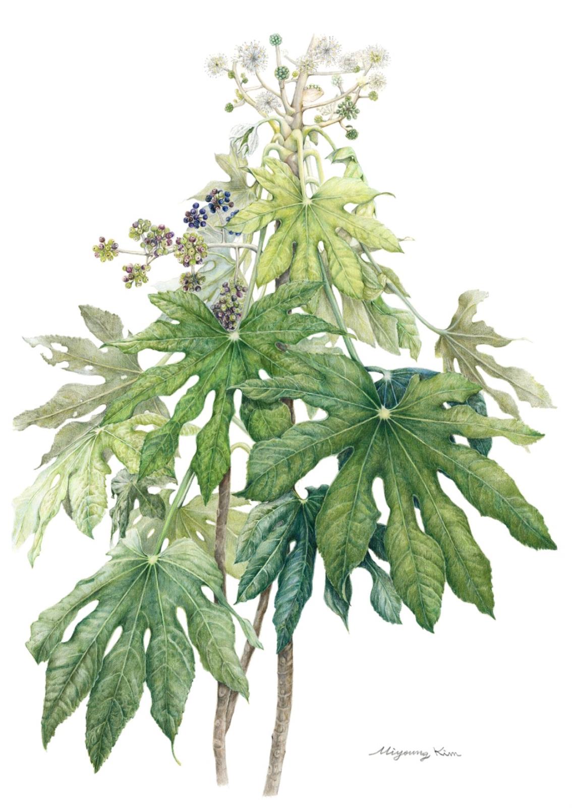 Fatsia japonica