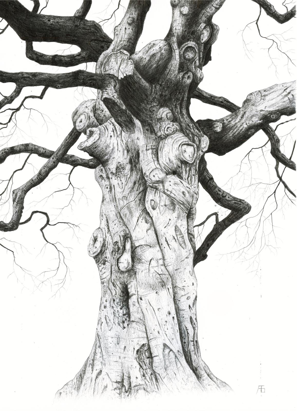 Gnarled beech