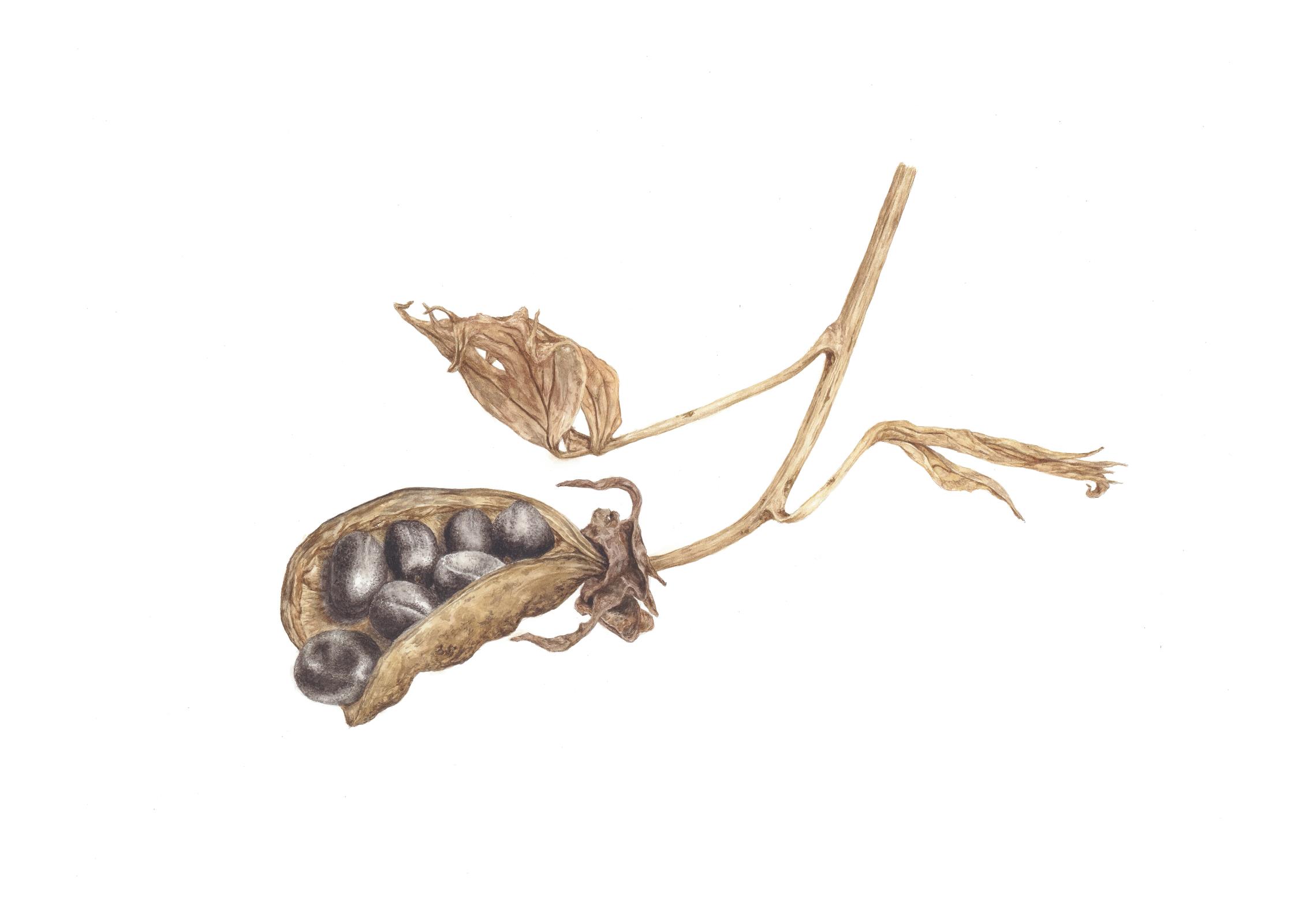 Paeonia lutea seed pod