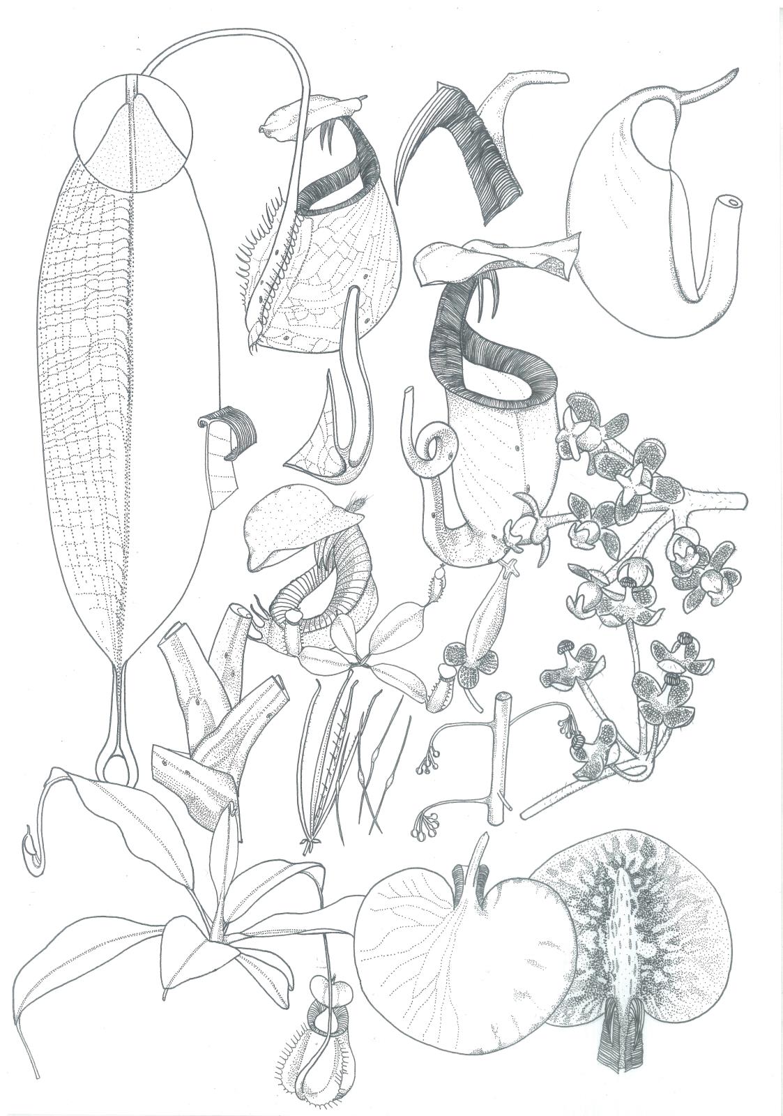 Nepenthes bicalcarata