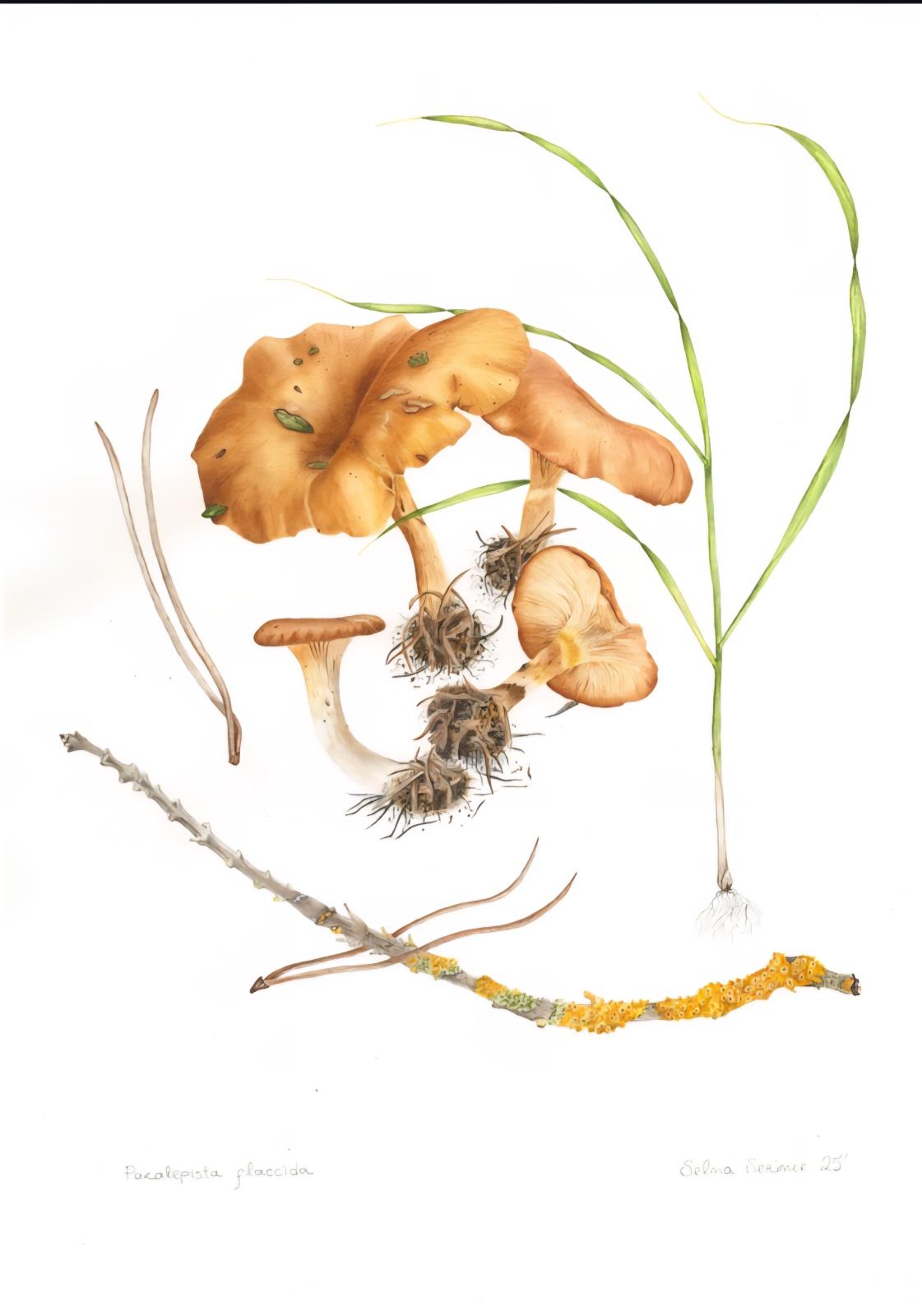 Paralepista flaccida
