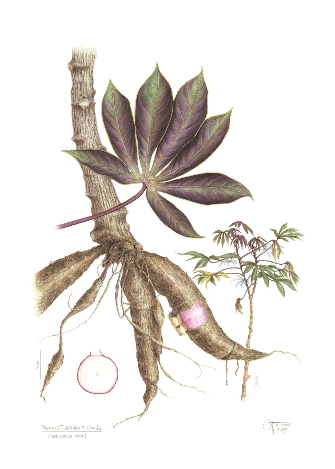 2025 Manihot esculenta