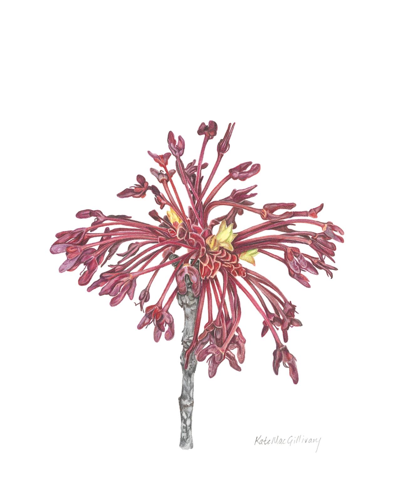Acer Samaras