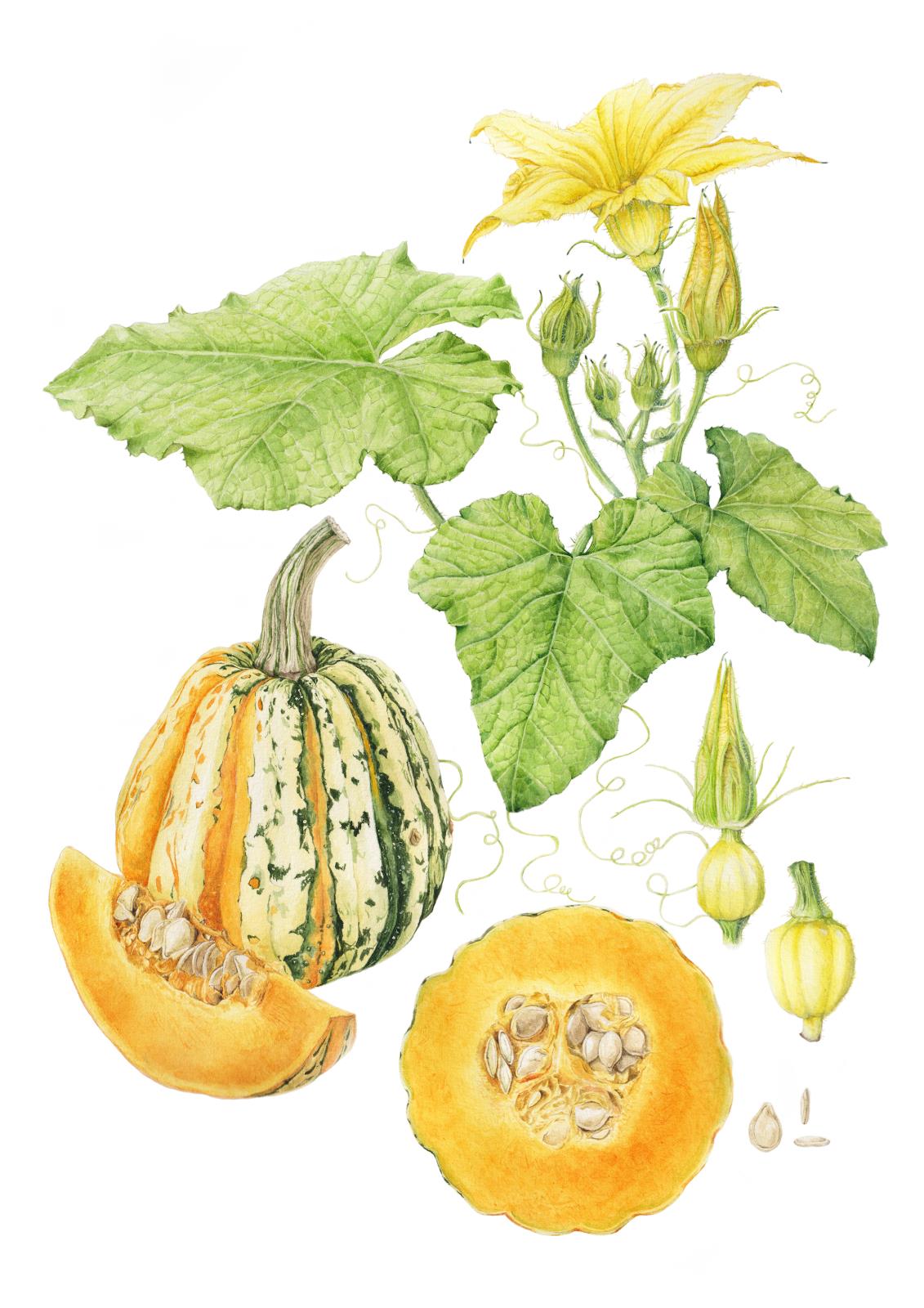 The Botanical life of Pumpkin - from Seed to Harvest