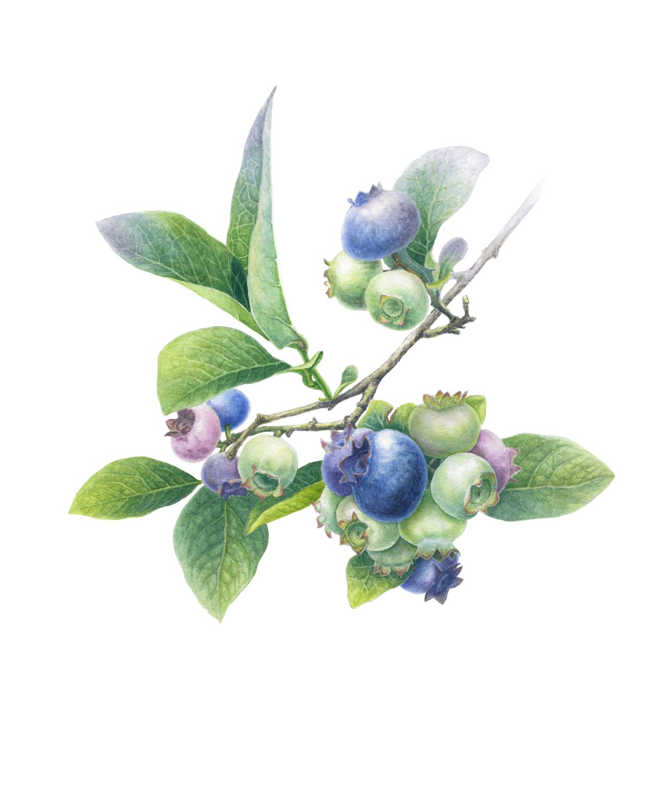 Vaccinium uliginosum L.