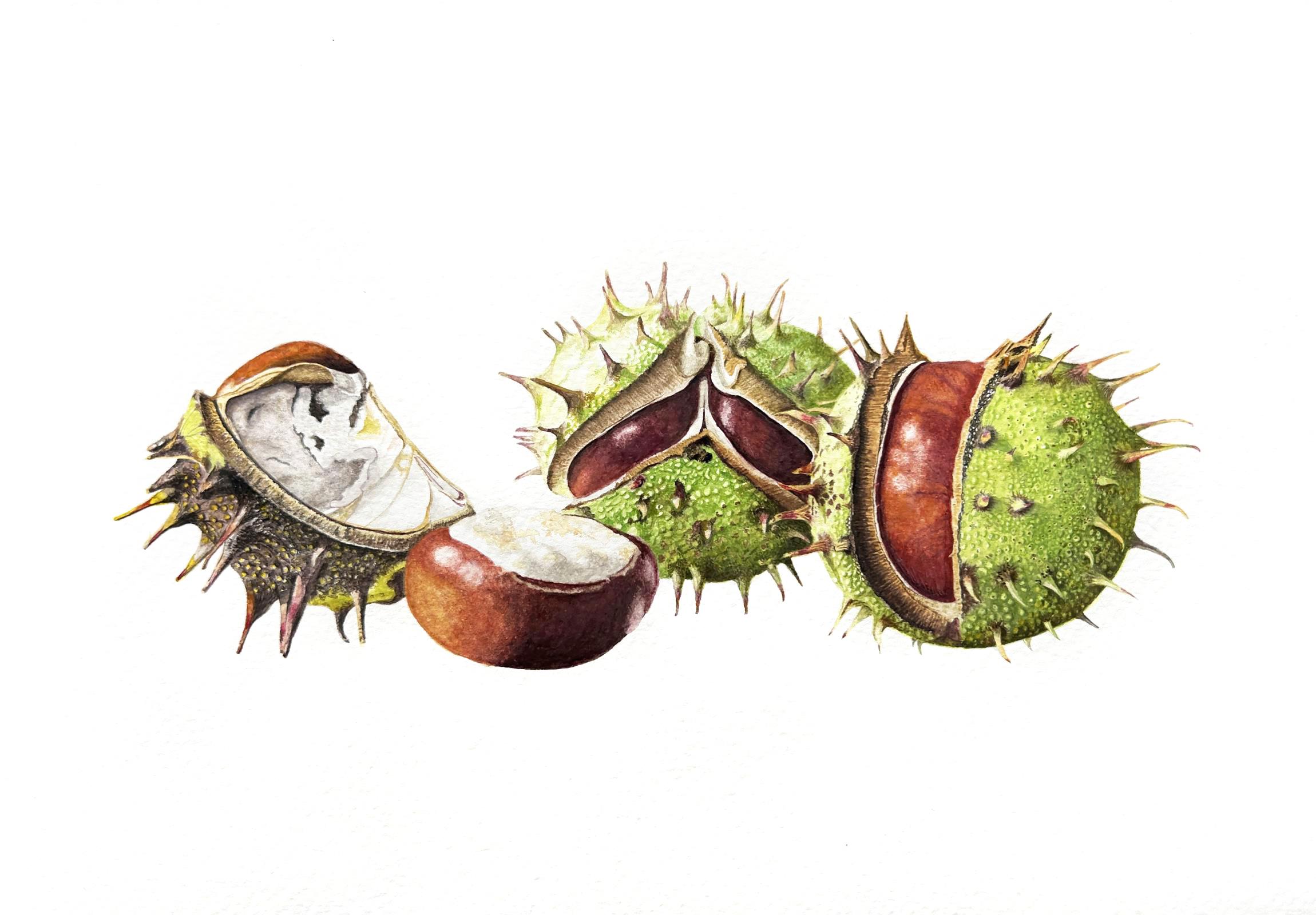 Horse Chestnuts, stages of opening
