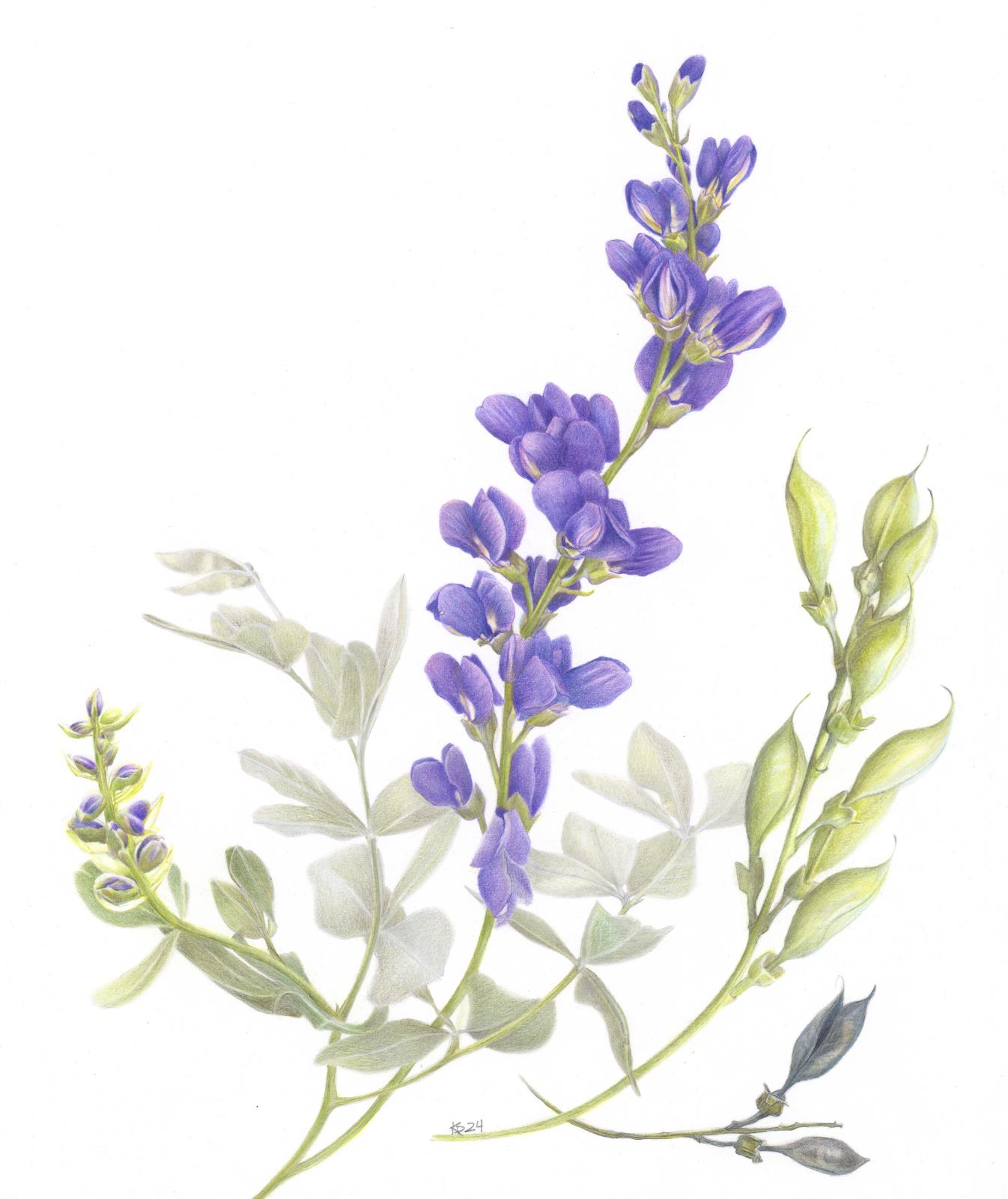 Blue False Indigo (Baptisia australis)