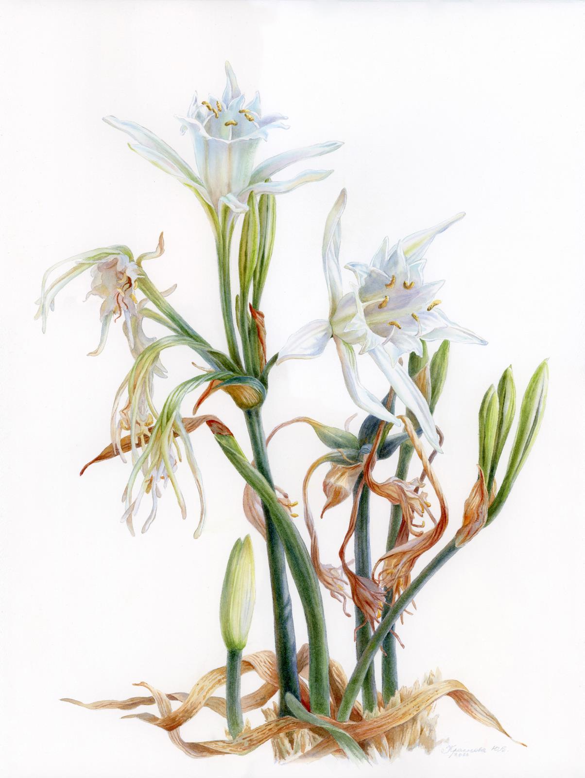 Sea Daffodil (Pancratium maritimum) 