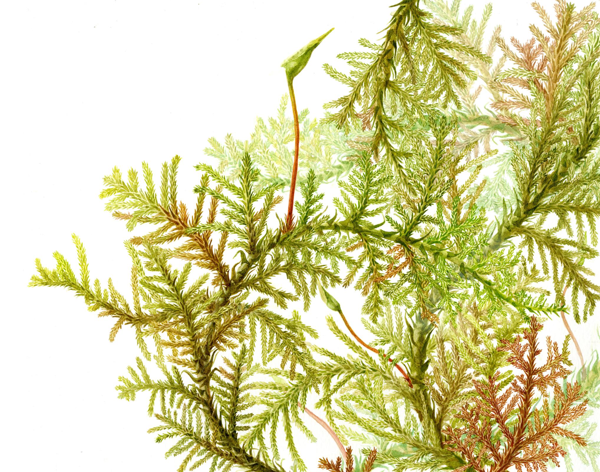 Thuidium cymbifolium