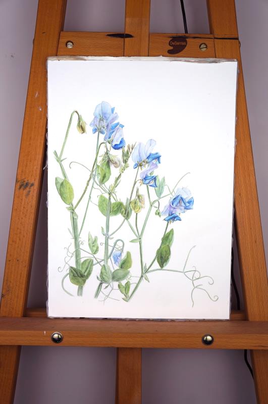 Lathyrus odoratus