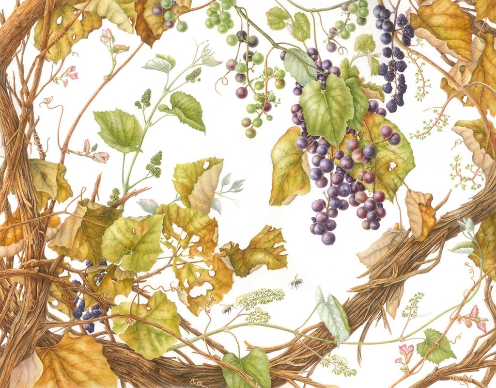 Wild Fox Grapes