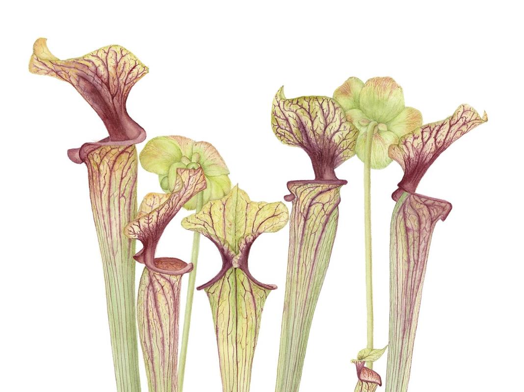 Sarracenia oreophila var. ornata