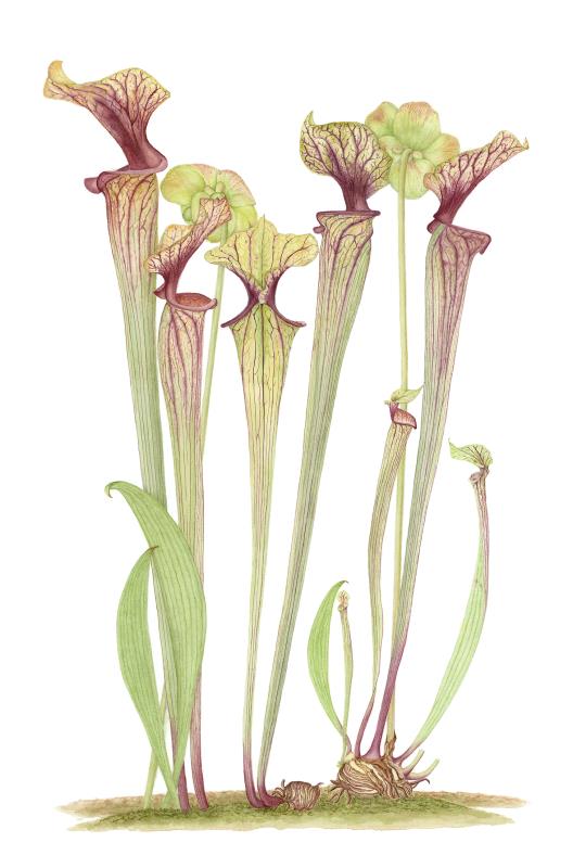 Sarracenia oreophila var. ornata