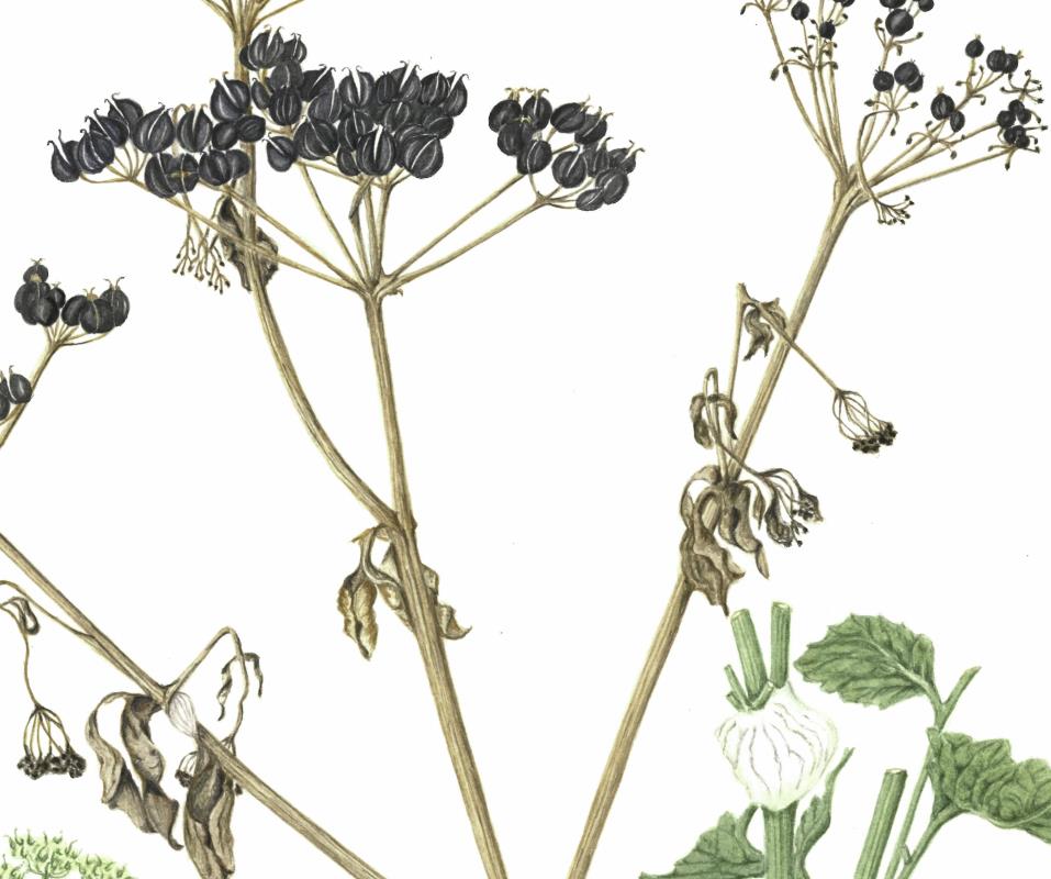 Alexanders seedheads - Smyrnium olusatrum
