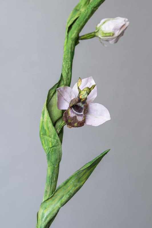 Ophrys apifera