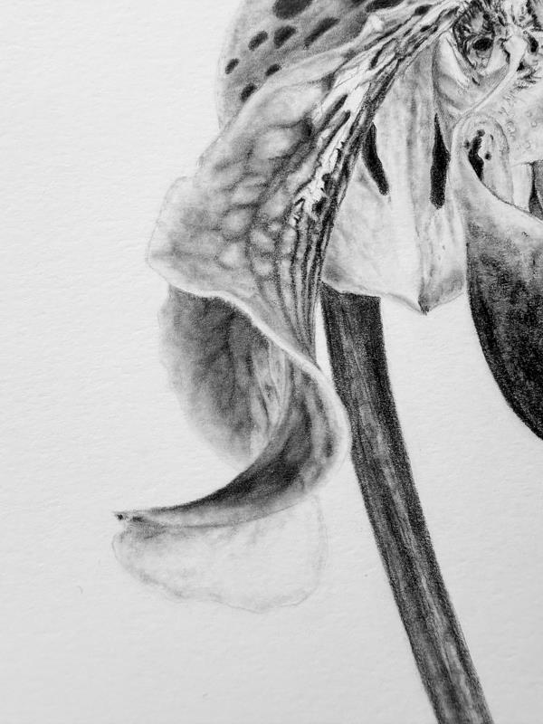 Paphiopedilum: Lady’s Slipper