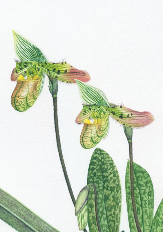 A Study of Paphiopedilum venustum