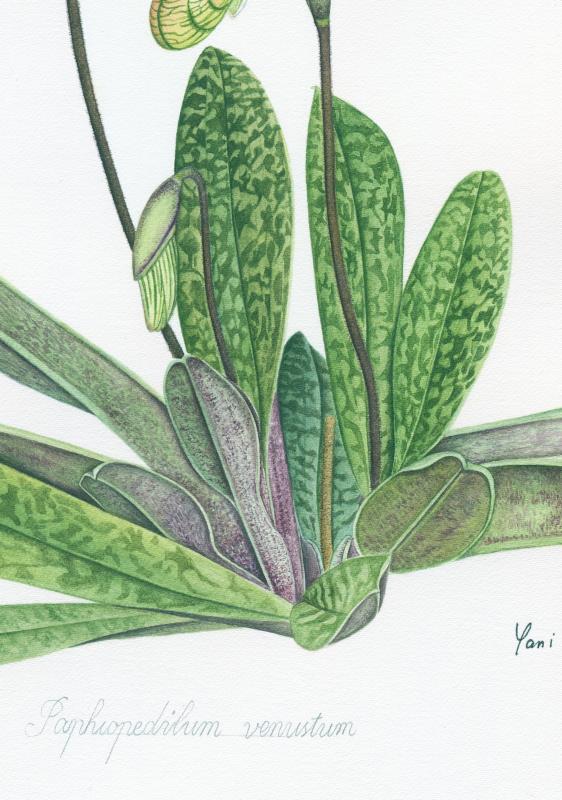 A Study of Paphiopedilum venustum