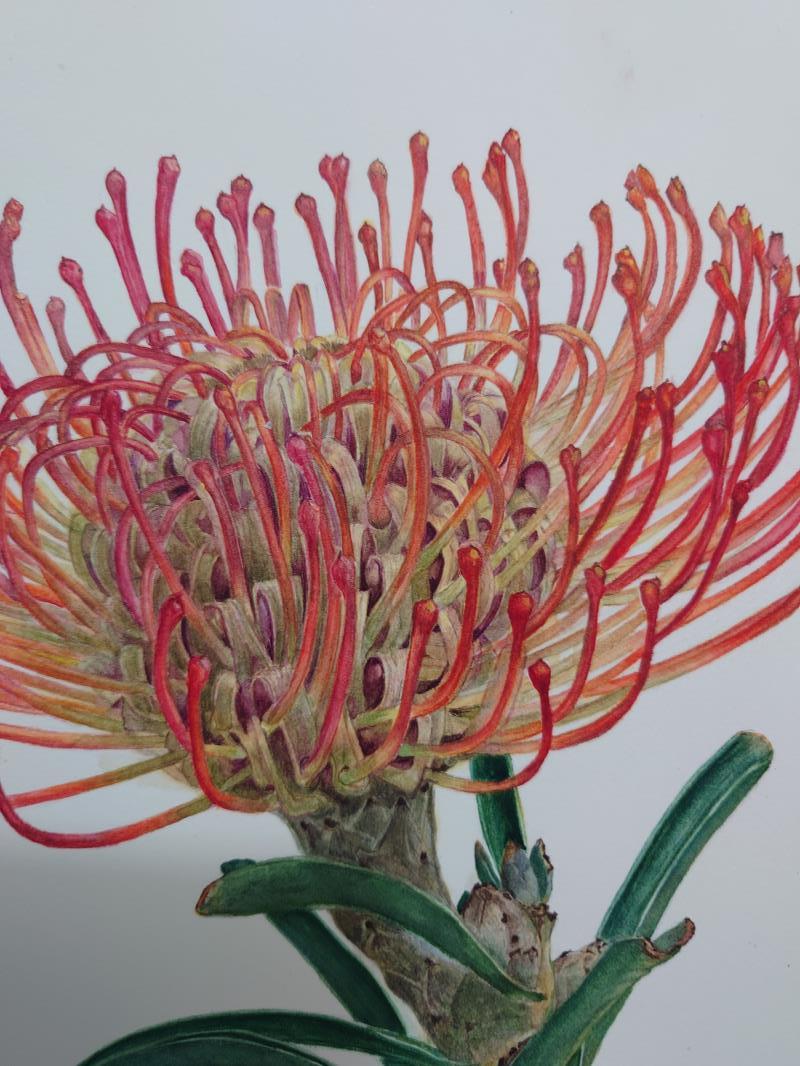 Leucospermum cordifolium (Pincushion Protea)