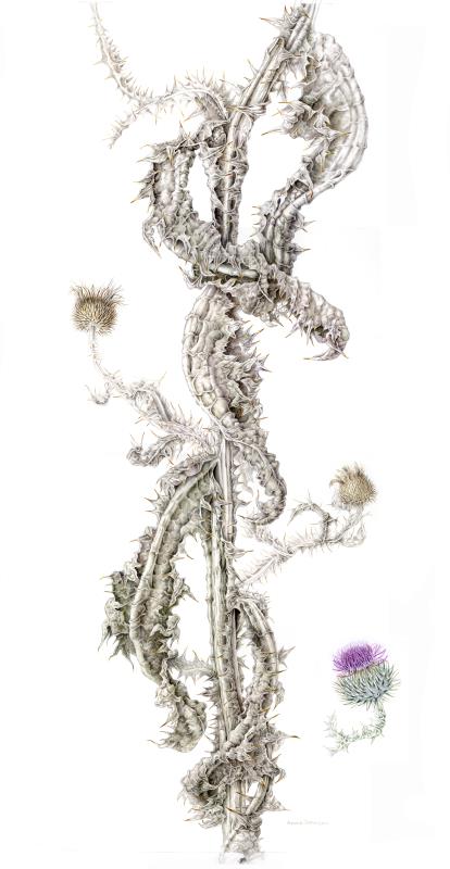 Onopordum acanthus - Scottish thistle