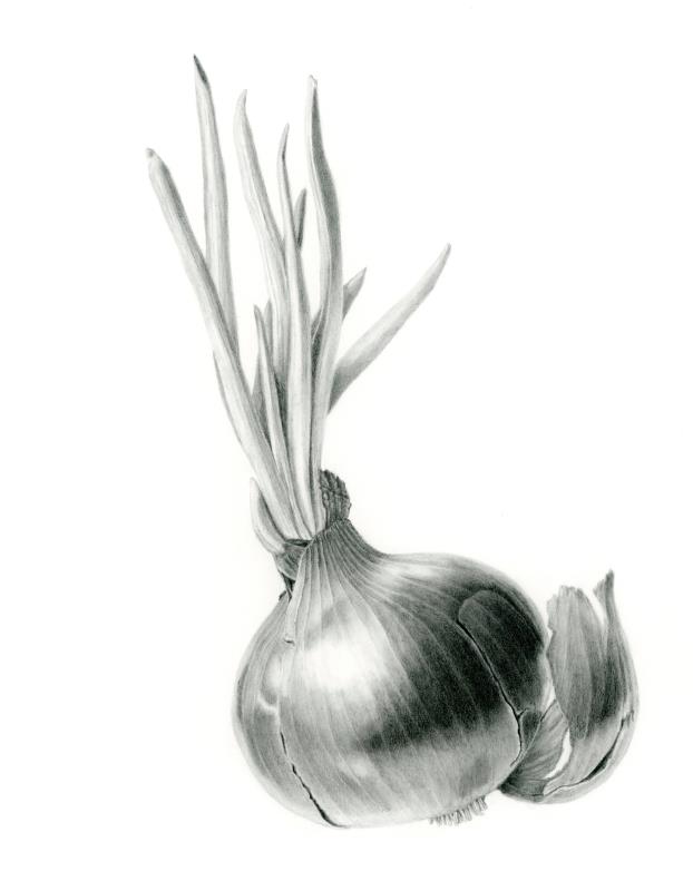Red onion in graphite
