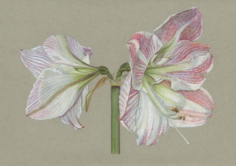Hippeastrum Pink White